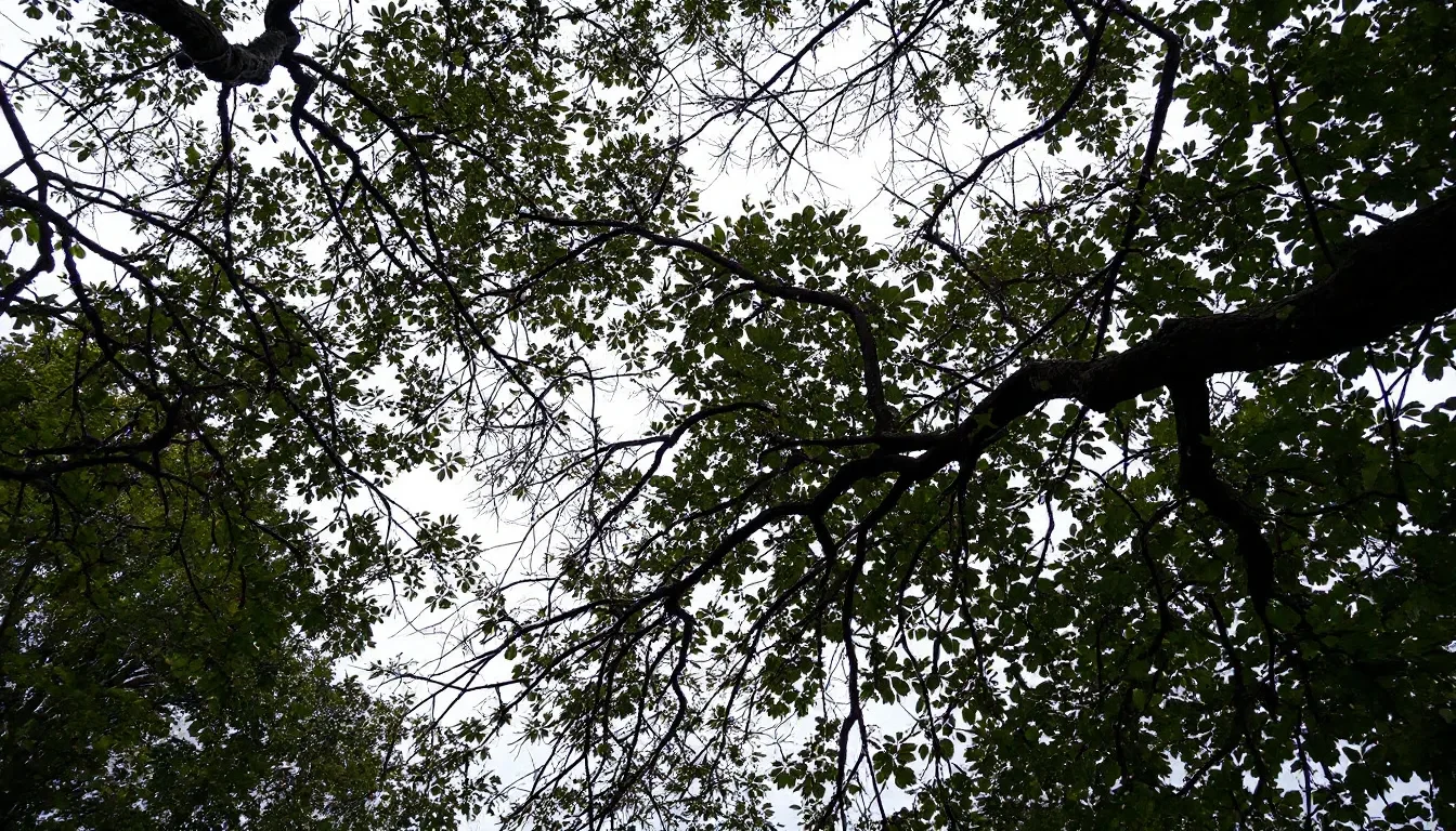 Tree Crown Thinning in Charleston